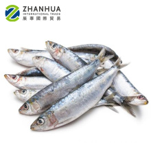 all types of price sea frozen fish sardine light-purse
